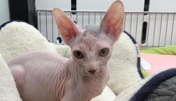 スフィンクス♡