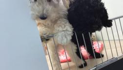 もこもこトイプードル