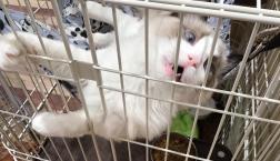 癒し系♡ラグドールくん