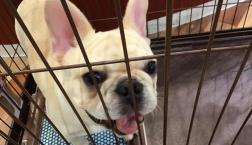 クリーム♡フレンチブルくん