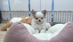 ボク、チワワです！