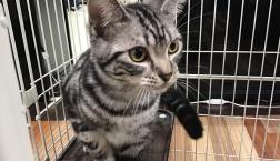 甘えたアメショくん