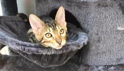 イケメン♡ベンガル