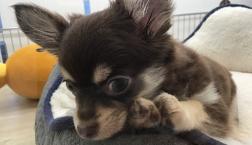 イケメン♡チワワ