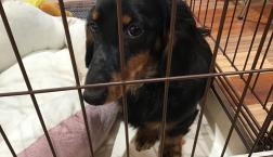 愛嬌たっぷりミニチュアダックス