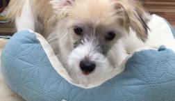 元気！元気！マルポメくん