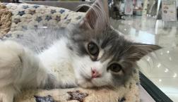 大型ねこちゃん♡サイベリアン