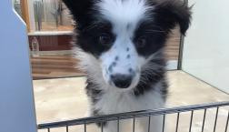 ボーダーコリー⭐︎