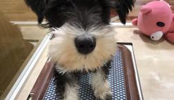 きらきらおめめのミニチュアシュナウザーくん