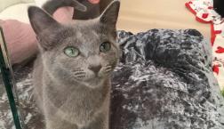 美人なロシアンブルーちゃん♡