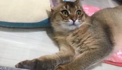 イケメンソマリ