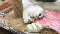 魅力がたっぷり♡ペルシャくん