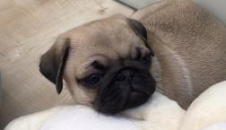 おっとりパグちゃん