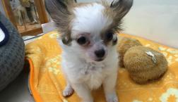 小さいお姫様♡チワワちゃん
