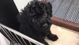 まっくろトイプー