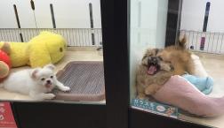 兄妹でございます♪