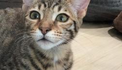 エジプシャンマウちゃん♡