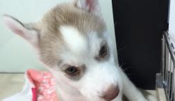 お美しゅうございます♡