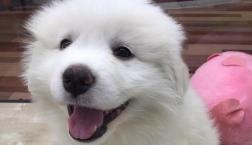 真っ白でもふもふ♡♡♡