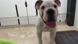 無邪気なブルドッグくん♡