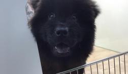 チャウチャウくん♡