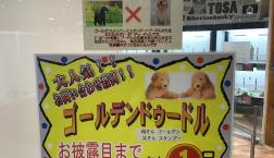 明日、お披露目♡