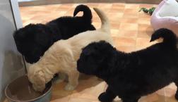 ついに公開♪ゴールデンドゥードゥル♡