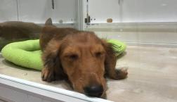 ダックスBOYです