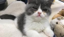 ぶちゃかわエキゾ君♡