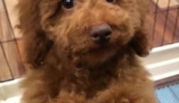 ぬいぐるみ♡トイプードル