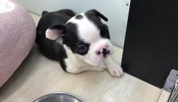 ミックス兄妹♡