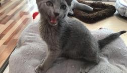 ロシアンブルー