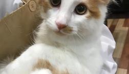 メインクーンちゃん♪