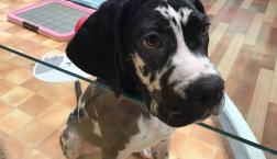 グレートコルソくん