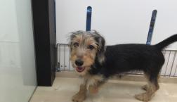 ダッキーちゃん