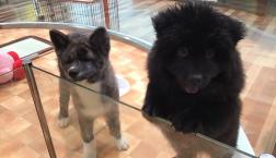 ジャイアントベイビー✨