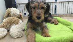 ダッキーと申します