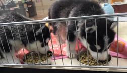 よちよち♡ハスキー