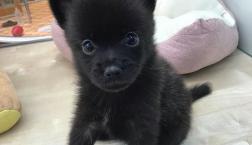 ポメ甲斐ちゃん♡