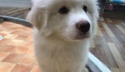 もふもふ赤ちゃん