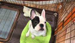 足長フレブル君