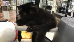 new face♡エキゾちゃん