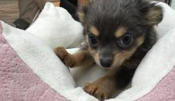 レアカラーのチワワちゃん♡