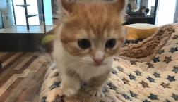 new face♡キンカロー