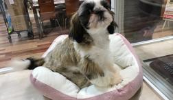 激かわシーズーちゃん♡