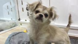 とってもかわいいペキチー♡