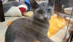 ロシアンスマイル