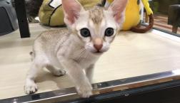 ちっちゃすぎる猫ちゃん♡