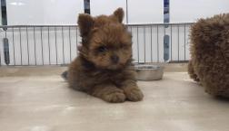 もふもふミックスくん