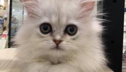 ふわふわペルシャ♡